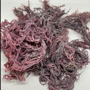 Purple sea moss